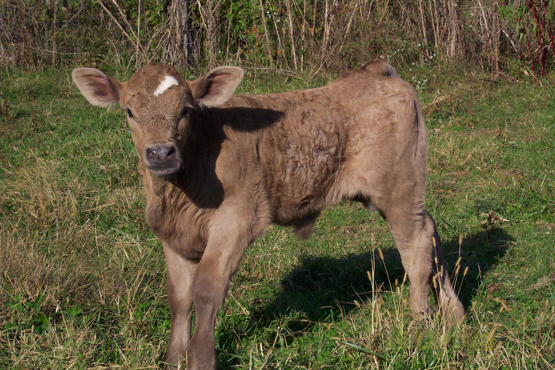 baby calf